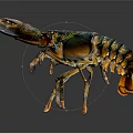 Colorful Vibrant Lobster With Shiny Blue Orange Shell And Large Claws Standing On Black Background