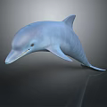 Spotting Dolphin Dolphin Cartoon Dolphin Animation Dolphin Animation Dolphin Animation Character Game Character 3d model