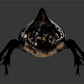 Rhinoceros Beetle Detailed Closeup With Large Curved Horn And White Black Body