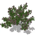 Ornamental Arbor with Lush Green Leaves and Vibrant Purple Flowers on White Background