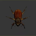 Red and Brown Beetle with Large Horns and Black Legs on Gray Background
