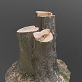 Natural Wood Tree Stumps With Cut Surfaces And Soil Base Details 3d model