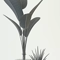 Indoor Potted Plants Collection with Large Leaves Slender Foliage and Ferns in White Dark Pots