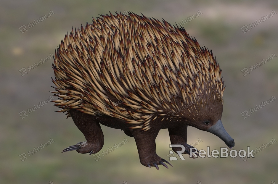 Australian echidna short kiss echidna stab anteater wildlife model