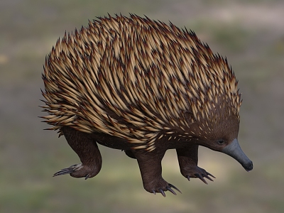 Australian echidna short kiss echidna stab anteater wildlife model