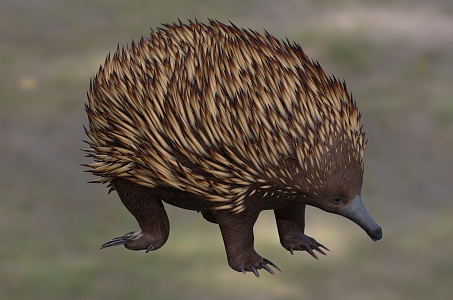 Australian echidna short kiss echidna stab anteater wildlife 3d model