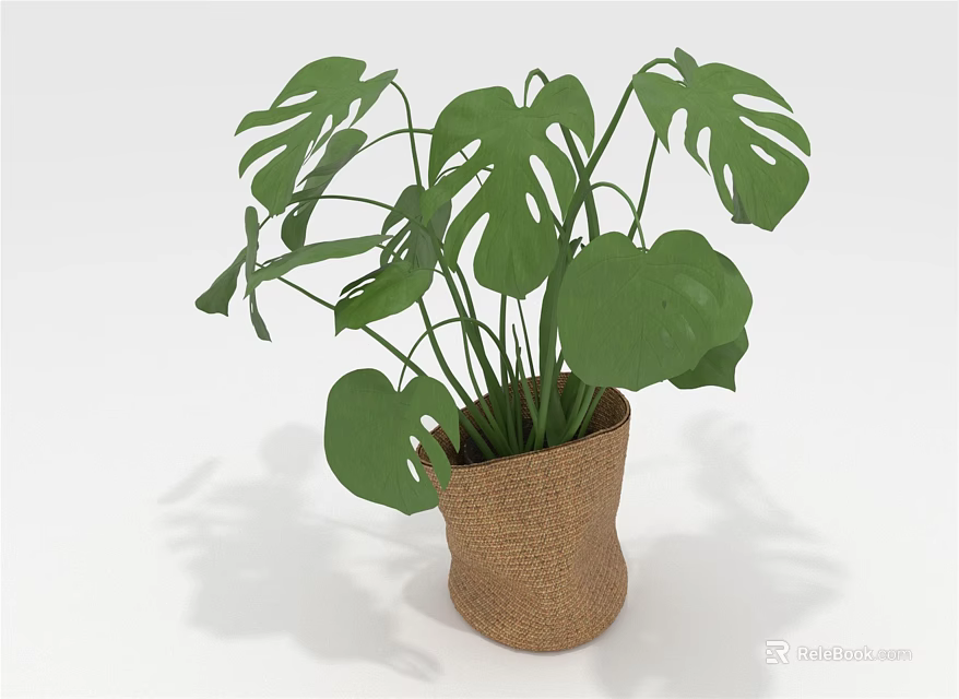 Monstera Plant with Large Green Leaves in Burlap Pot for Indoor Decoration 3d model 