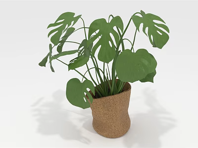 Monstera Plant with Large Green Leaves in Burlap Pot for Indoor Decoration 3d model