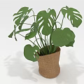 Monstera Plant with Large Green Leaves in Burlap Pot for Indoor Decoration