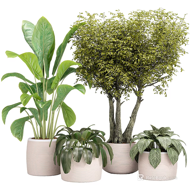 Bonsai Potted Plants With Large Small Leaves In Textured Pots For Indoor Decor 3d model 