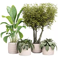 Bonsai Potted Plants With Large Small Leaves In Textured Pots For Indoor Decor