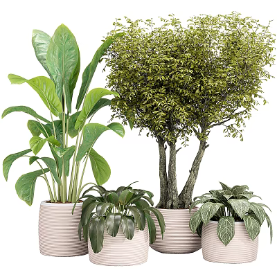 Bonsai Potted Plants With Large Small Leaves In Textured Pots For Indoor Decor 3d model