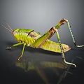 Green Grasshopper with Long Hind Legs and Textured Body on Dark Reflective Surface