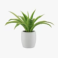 Green Leafy Potted Plant In White Smooth Cylindrical Pot With Lush Foliage