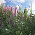 Vibrant Flowering Shrubs with Purple Pink Blooms and White Flowers Under Blue Sky