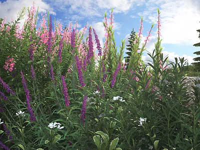Vibrant Flowering Shrubs with Purple Pink Blooms and White Flowers Under Blue Sky 3d model