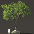 Tall Tree With Lush Green Foliage And Two People Standing Nearby