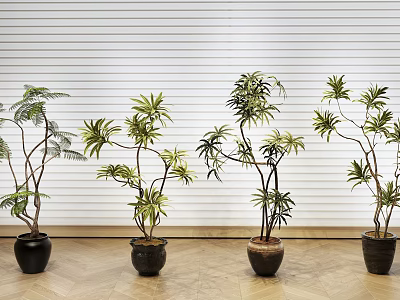Bonsai Plants Arrangement In Black Brown Pots Against White Striped Wooden Floor 3d model