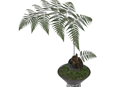 Lush Green Potted Fern Plant With Feathery Fronds And Moss Covered Base 3d model