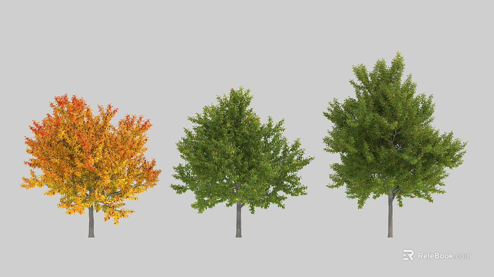 Three Arbor Trees With Different Seasonal Leaf Colors In Natural 3d model