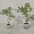 Two Bonsai Trees in White Pots on Gray Floor with Gray Wall 3d model