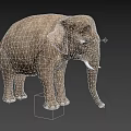 Realistic Gray Elephant With White Tusks Standing On Black Background 3d model