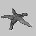Orange Textured Starfish With Detailed Surface And Marine Life Features