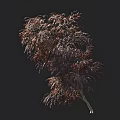 Elegant Ornamental Tree With Lush Red Purple Foliage And Human Figure For Scale