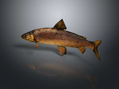 Decorative Fish Shaped Household Accessory For Modern Kitchen And Living Room 3d model