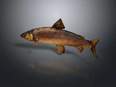 Catfish Carp Sturgeon Bass Freshwater Fish Various Carp Grass Carp Crucian Carp 3d model