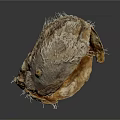 Natural Edible Shellfish Seafood Inside Open Rough Shell With Brown Substance