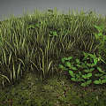 Lush Natural Terrain Covered With Green Grass Small Plants And Thick Vegetation