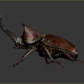 Rhinoceros Beetle With Large Horn Red Shiny Body On Gray Background And Long Legs