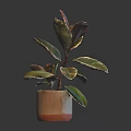 Vibrant Indoor Houseplant With Green And Red Leaves In Brown Decorative Pot