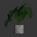 Lush Monstera Plant with Large Green Leaves in White Ceramic Pot on Dark Background