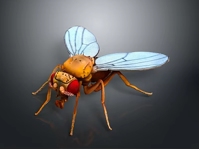 3D Rendered Yellow Fly With Blue Transparent Wings And Red Eyes 3d model