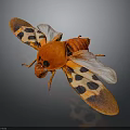 Red Insect with Orange and Black Spotted Wings in Detailed Close up View