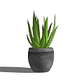 Aloe Vera Potted Plant With Vibrant Green Leaves In Gray Pot