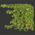 Decorative Green Vines With Lush Foliage For Interior Design On White Background