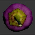 Fresh Purple Chili Pepper with Vibrant Color Isolated on Dark Background
