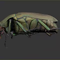 Shiny Metallic Green And Gold Beetle With Legs Antennae On Gray Background