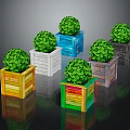 Green Spherical Topiary Plants in Colorful Wooden Boxes for Decorative