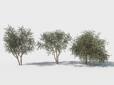Three Varieties of Shrubs for Garden Landscaping with Lush Green Foliage 3d model