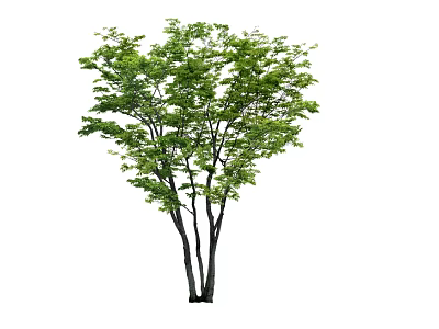 Lush Green Arbor With Multiple Trunks And Dense Foliage In Natural Setting 3d model