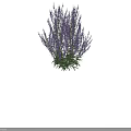 Tall Purple Flowering Plants With Dense Spikes And Green Leaves On Dark Background