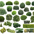 Diverse Arbor Trees with Pruned Shapes and Natural Growth and Lush Green Foliage