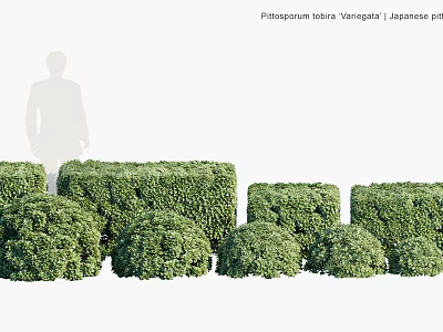 Philadelphus coronarius Virginal and Japanese pieris shrubs in different sizes and various shapes 3d model