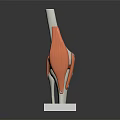 Leg Muscle Bone Anatomical Model With White Bones Orange Muscles White Square Base Dark Background