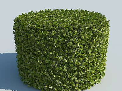 Neatly Trimmed Green Shrub With Lush Foliage And Cube Shape Design 3d model