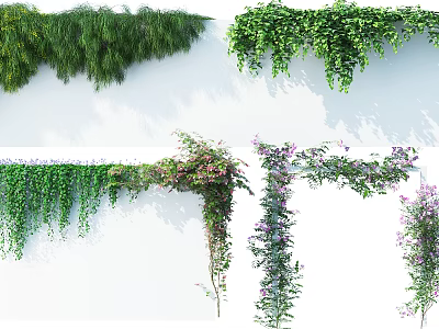Various Types of Green Leaf Vines With Purple Flowers Climbing And Hanging On White Wall 3d model